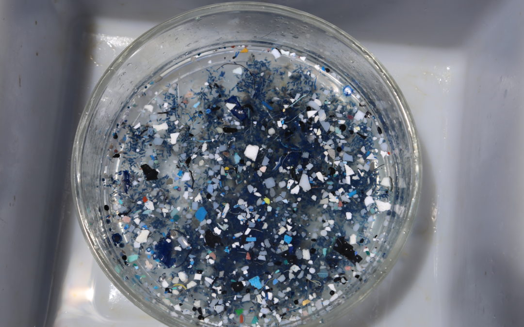 An ocean water sample in a glass bowl showing many microplastics