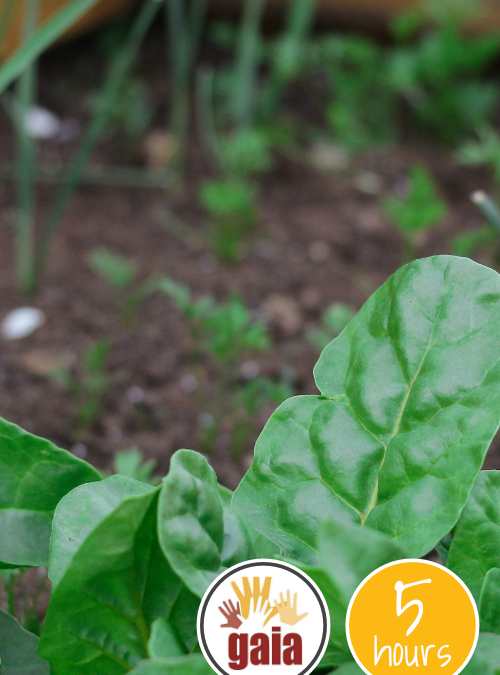 Project image card - click to select this 5 hour project. Image shows closeup of leafy greens in a garden bed