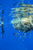 Underwater photo of a man swimming next to a ghost net
