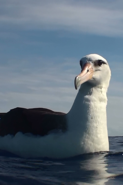 Close up of an albatross, sea bird, sitting on the ocean surface.