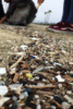Closeup image of plastic pollution in woody debris of a beach wrackline.