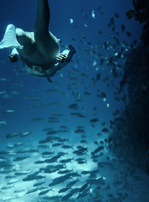 Photo of a diver swimming with a school of fish.
