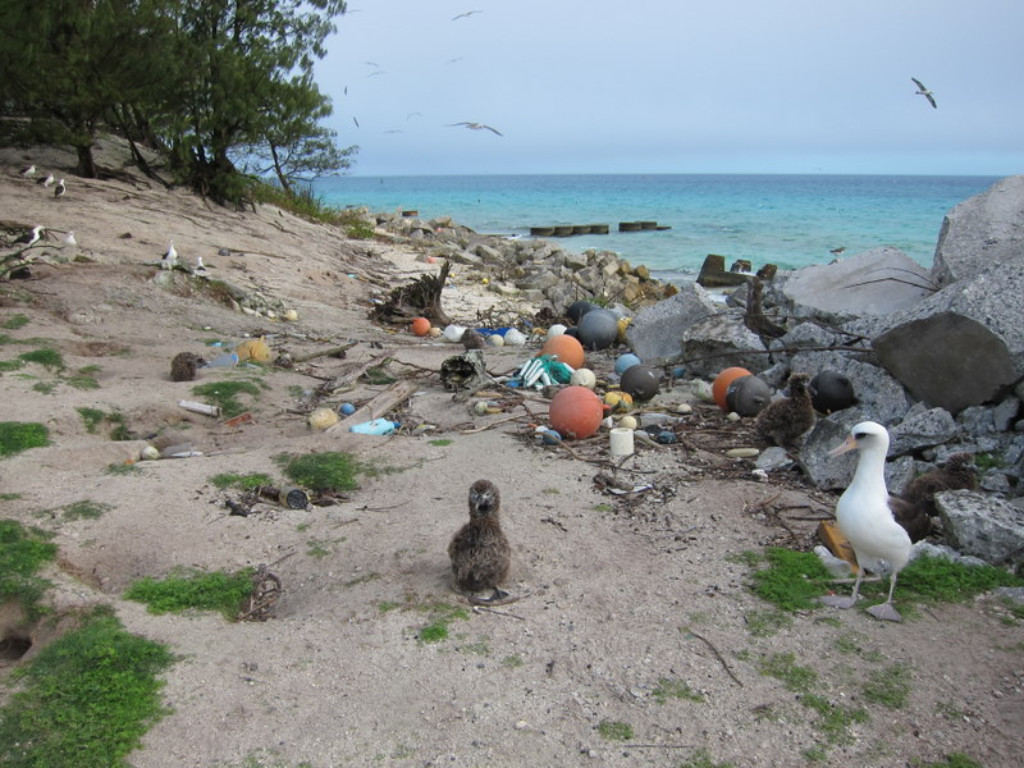 Albatross (seabirds) on Midway Island on a sandy beach littered with plastic waste