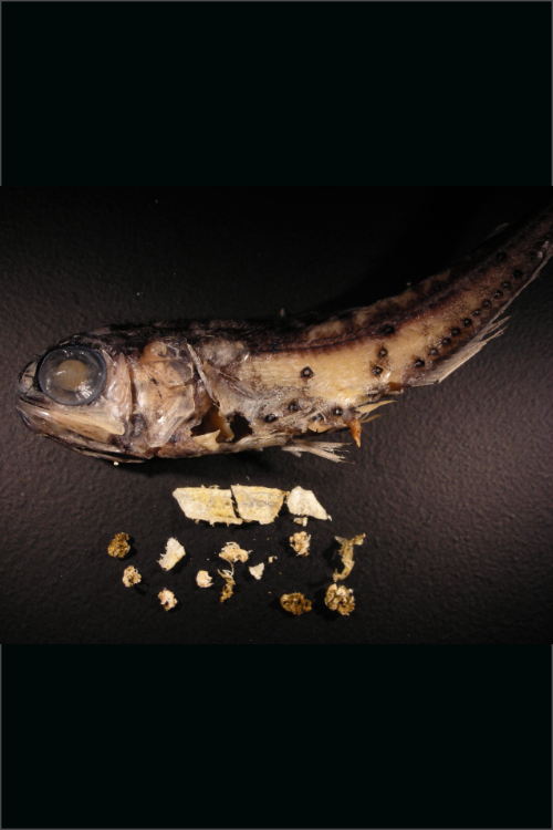 Lesson image card - A dissected lanternfish and ingested microplastics.