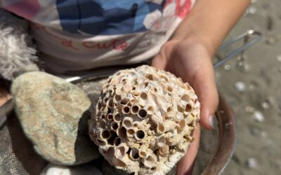 Place to Place: Building Connection Between Long Beach and Catalina